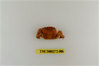 藏品(字纹弓蟹)的圖片